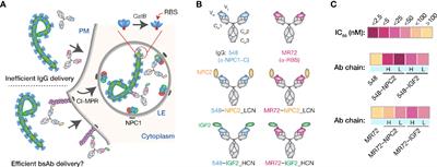 Two Distinct Lysosomal Targeting Strategies Afford Trojan Horse Antibodies With Pan-Filovirus Activity